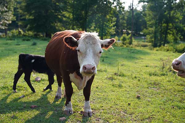 The original Fat Ass Heifer