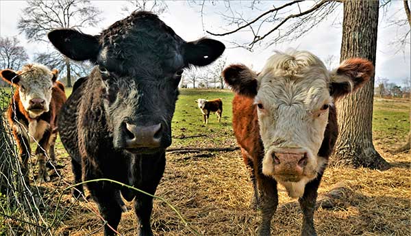 Cows on the ranch