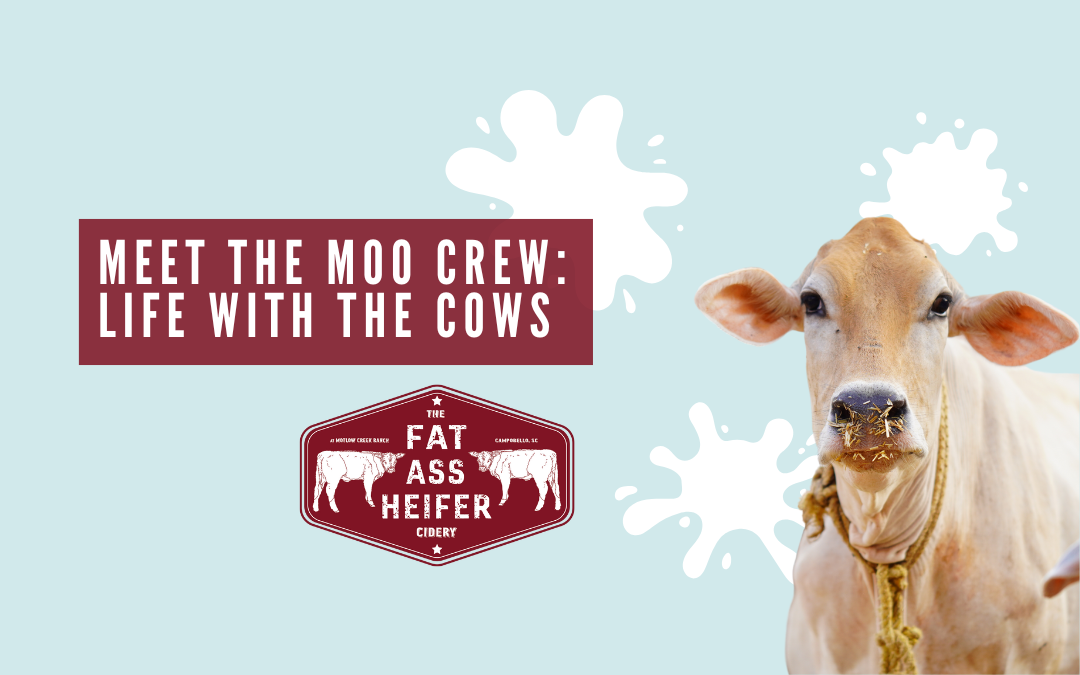 Meet the Moo Crew: Life with the Cows at Fat Ass Heifer Cidery